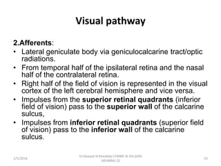Visual pathway
2.Afferents:
• Lateral geniculate body via geniculocalcarine tract/optic
radiations.
• From temporal half of the ipsilateral retina and the nasal
half of the contralateral retina.
• Right half of the field of vision is represented in the visual
cortex of the left cerebral hemisphere and vice versa.
• Impulses from the superior retinal quadrants (inferior
field of vision) pass to the superior wall of the calcarine
sulcus,
• Impulses from inferior retinal quadrants (superior field
of vision) pass to the inferior wall of the calcarine
sulcus.
1/5/2016 55
Dr.Deepak N.Khedekar.LTMMC & GH,SION
,MUMBAI.22
 