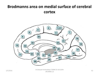 Brodmanns area on medial surface of cerebral
cortex
1/5/2016 62
Dr.Deepak N.Khedekar.LTMMC & GH,SION
,MUMBAI.22
 