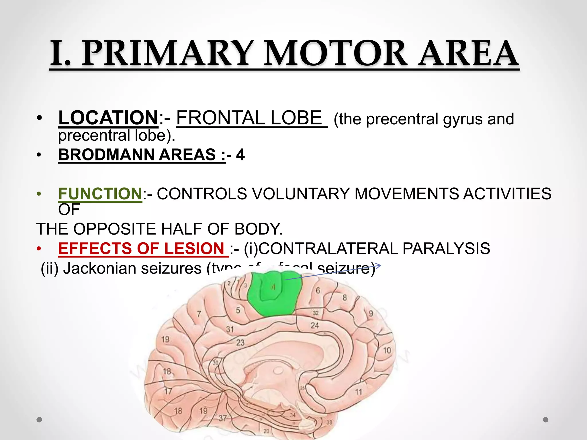 I. PRIMARY MOTOR AREA
• LOCATION:- FRONTAL LOBE (the precentral gyrus and
precentral lobe).
• BRODMANN AREAS :- 4
• FUNCTION:- CONTROLS VOLUNTARY MOVEMENTS ACTIVITIES
OF
THE OPPOSITE HALF OF BODY.
• EFFECTS OF LESION :- (i)CONTRALATERAL PARALYSIS
(ii) Jackonian seizures (type of a focal seizure)
 