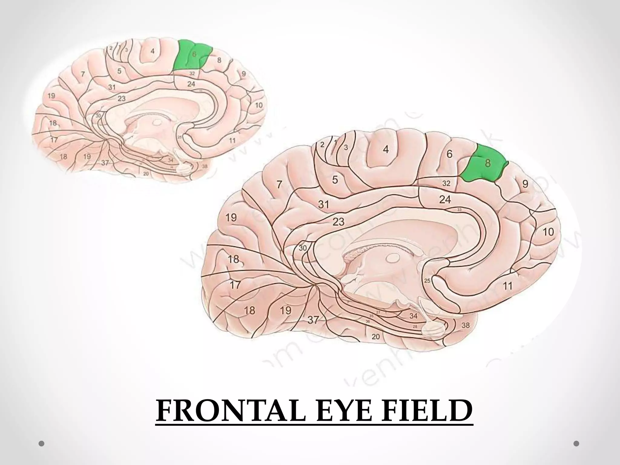 FRONTAL EYE FIELD
 