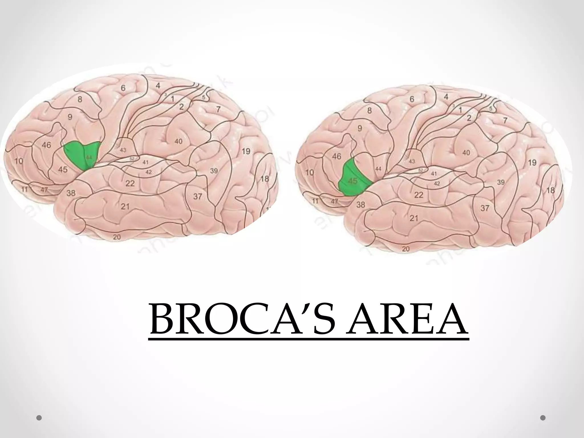 BROCA’S AREA
 