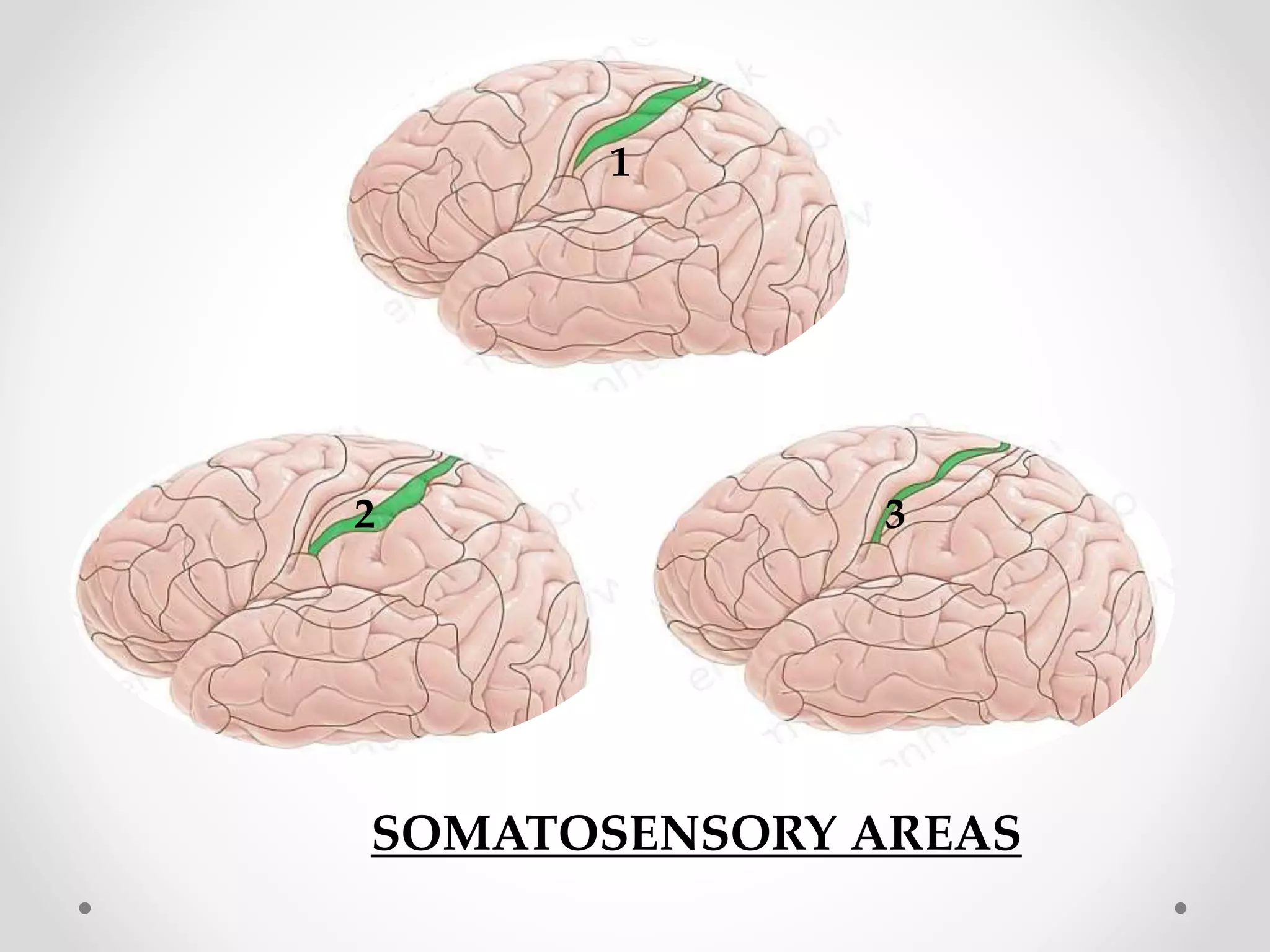 SOMATOSENSORY AREAS
1
2 3
 