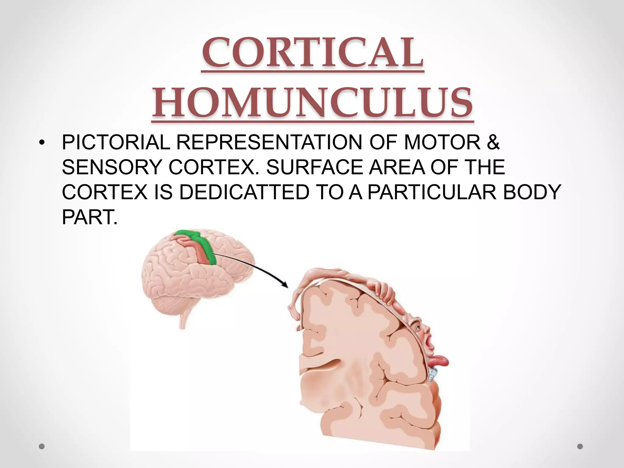 CORTICAL
HOMUNCULUS
• PICTORIAL REPRESENTATION OF MOTOR &
SENSORY CORTEX. SURFACE AREA OF THE
CORTEX IS DEDICATTED TO A PARTICULAR BODY
PART.
 