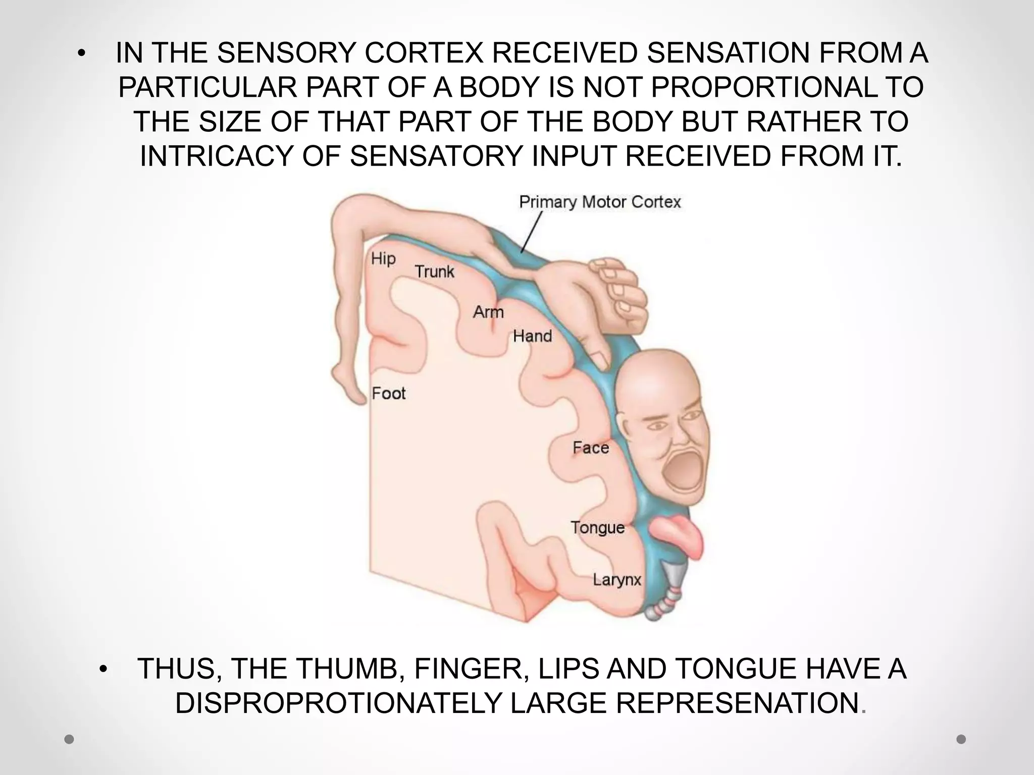 • IN THE SENSORY CORTEX RECEIVED SENSATION FROM A
PARTICULAR PART OF A BODY IS NOT PROPORTIONAL TO
THE SIZE OF THAT PART OF THE BODY BUT RATHER TO
INTRICACY OF SENSATORY INPUT RECEIVED FROM IT.
• THUS, THE THUMB, FINGER, LIPS AND TONGUE HAVE A
DISPROPROTIONATELY LARGE REPRESENATION.
 