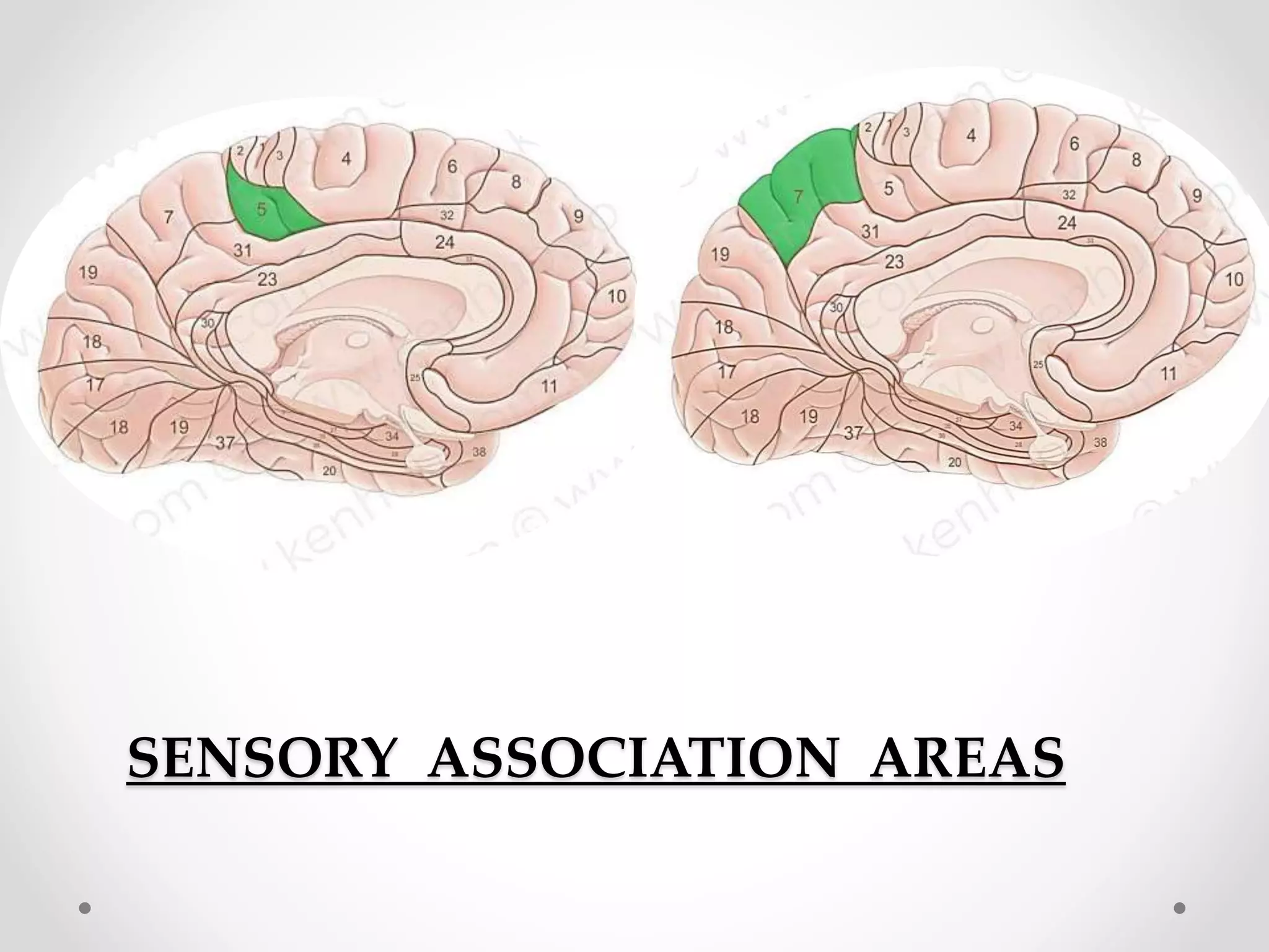 SENSORY ASSOCIATION AREAS
 
