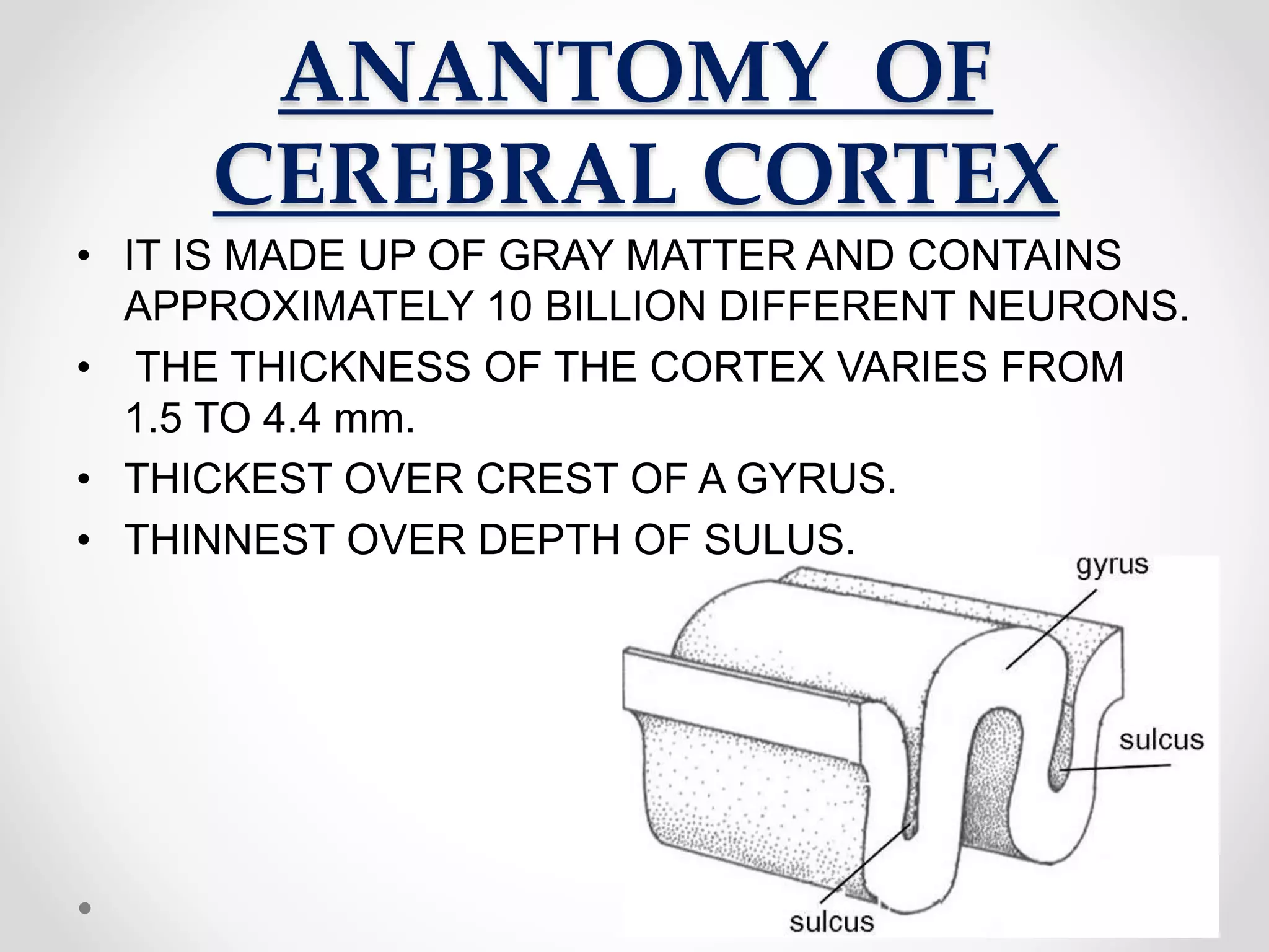 ANANTOMY OF
CEREBRAL CORTEX
• IT IS MADE UP OF GRAY MATTER AND CONTAINS
APPROXIMATELY 10 BILLION DIFFERENT NEURONS.
• THE THICKNESS OF THE CORTEX VARIES FROM
1.5 TO 4.4 mm.
• THICKEST OVER CREST OF A GYRUS.
• THINNEST OVER DEPTH OF SULUS.
 