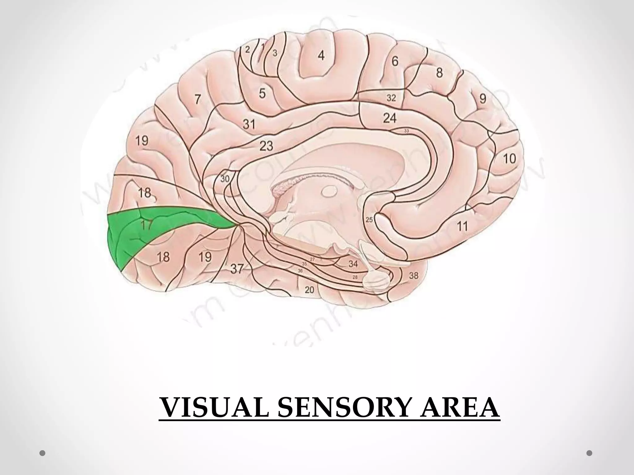 VISUAL SENSORY AREA
 
