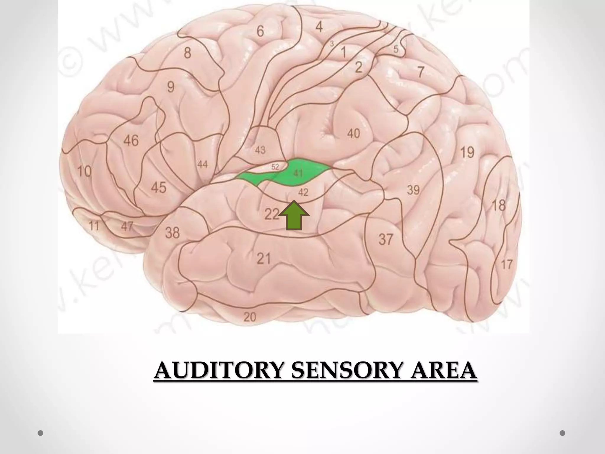 AUDITORY SENSORY AREA
 