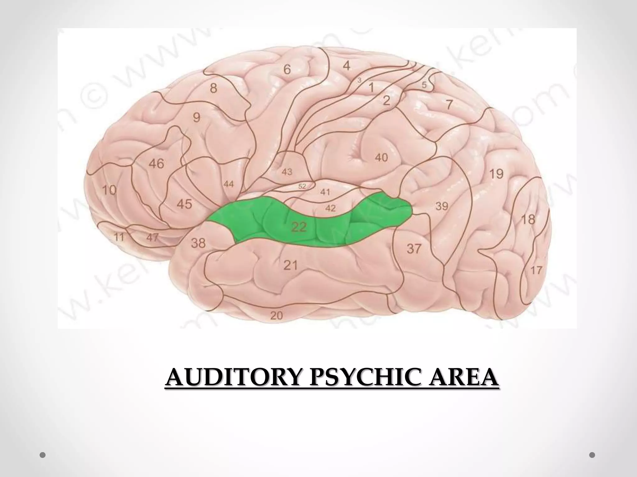 AUDITORY PSYCHIC AREA
 
