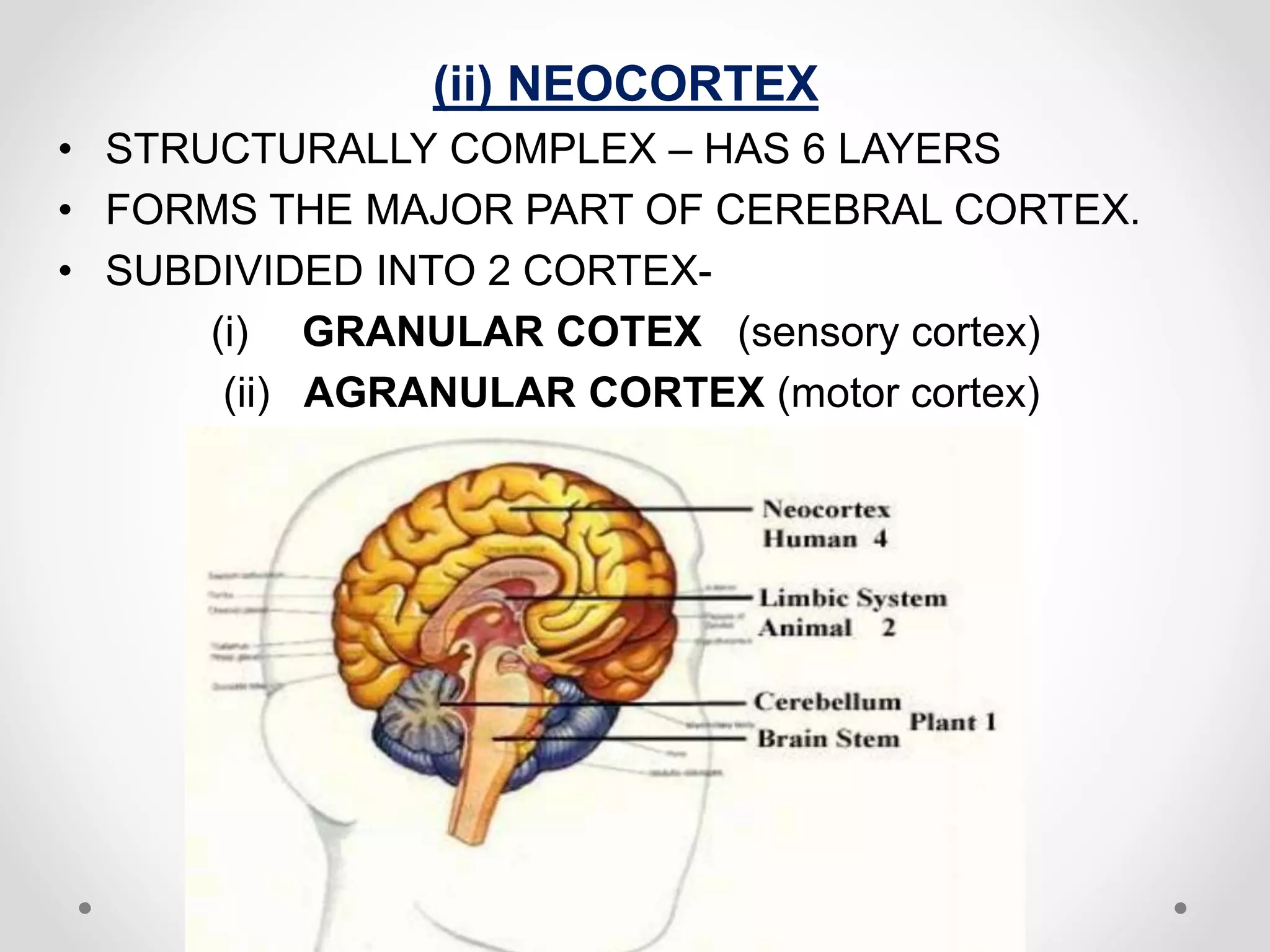(ii) NEOCORTEX
• STRUCTURALLY COMPLEX – HAS 6 LAYERS
• FORMS THE MAJOR PART OF CEREBRAL CORTEX.
• SUBDIVIDED INTO 2 CORTEX-
(i) GRANULAR COTEX (sensory cortex)
(ii) AGRANULAR CORTEX (motor cortex)
 