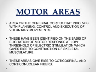 MOTOR AREAS
• AREA ON THE CEREBRAL CORTEX THAT INVOLVES
WITH PLANNING, CONTROL AND EXECUTION OF
VOLUNTARY MOVEMENTS.
• THESE HAVE BEEN IDENTIFIED ON THE BASIS OF
ELICITATION OF MOTOR RESPONSE AT LOW
THRESHOLD OF ELECTRIC STIMULATION WHICH
GIVES RISE TO CONTRACTION OF SKELETAL
MUSCULATURE.
• THESE AREAS GIVE RISE TO COTICOSPINAL AND
CORTICONUCLEAR FIBERS.
 