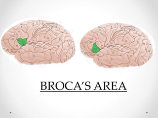 BROCA’S AREA
 