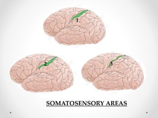 SOMATOSENSORY AREAS
1
2 3
 