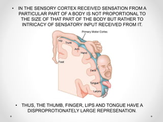 • IN THE SENSORY CORTEX RECEIVED SENSATION FROM A
PARTICULAR PART OF A BODY IS NOT PROPORTIONAL TO
THE SIZE OF THAT PART OF THE BODY BUT RATHER TO
INTRICACY OF SENSATORY INPUT RECEIVED FROM IT.
• THUS, THE THUMB, FINGER, LIPS AND TONGUE HAVE A
DISPROPROTIONATELY LARGE REPRESENATION.
 