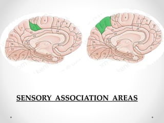 SENSORY ASSOCIATION AREAS
 