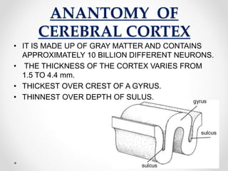 ANANTOMY OF
CEREBRAL CORTEX
• IT IS MADE UP OF GRAY MATTER AND CONTAINS
APPROXIMATELY 10 BILLION DIFFERENT NEURONS.
• THE THICKNESS OF THE CORTEX VARIES FROM
1.5 TO 4.4 mm.
• THICKEST OVER CREST OF A GYRUS.
• THINNEST OVER DEPTH OF SULUS.
 