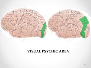 VISUAL PSYCHIC AREA
 