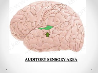 AUDITORY SENSORY AREA
 