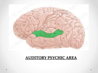 AUDITORY PSYCHIC AREA
 