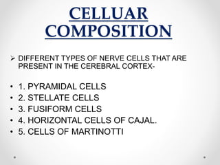 CELLUAR
COMPOSITION
 DIFFERENT TYPES OF NERVE CELLS THAT ARE
PRESENT IN THE CEREBRAL CORTEX-
• 1. PYRAMIDAL CELLS
• 2. STELLATE CELLS
• 3. FUSIFORM CELLS
• 4. HORIZONTAL CELLS OF CAJAL.
• 5. CELLS OF MARTINOTTI
 