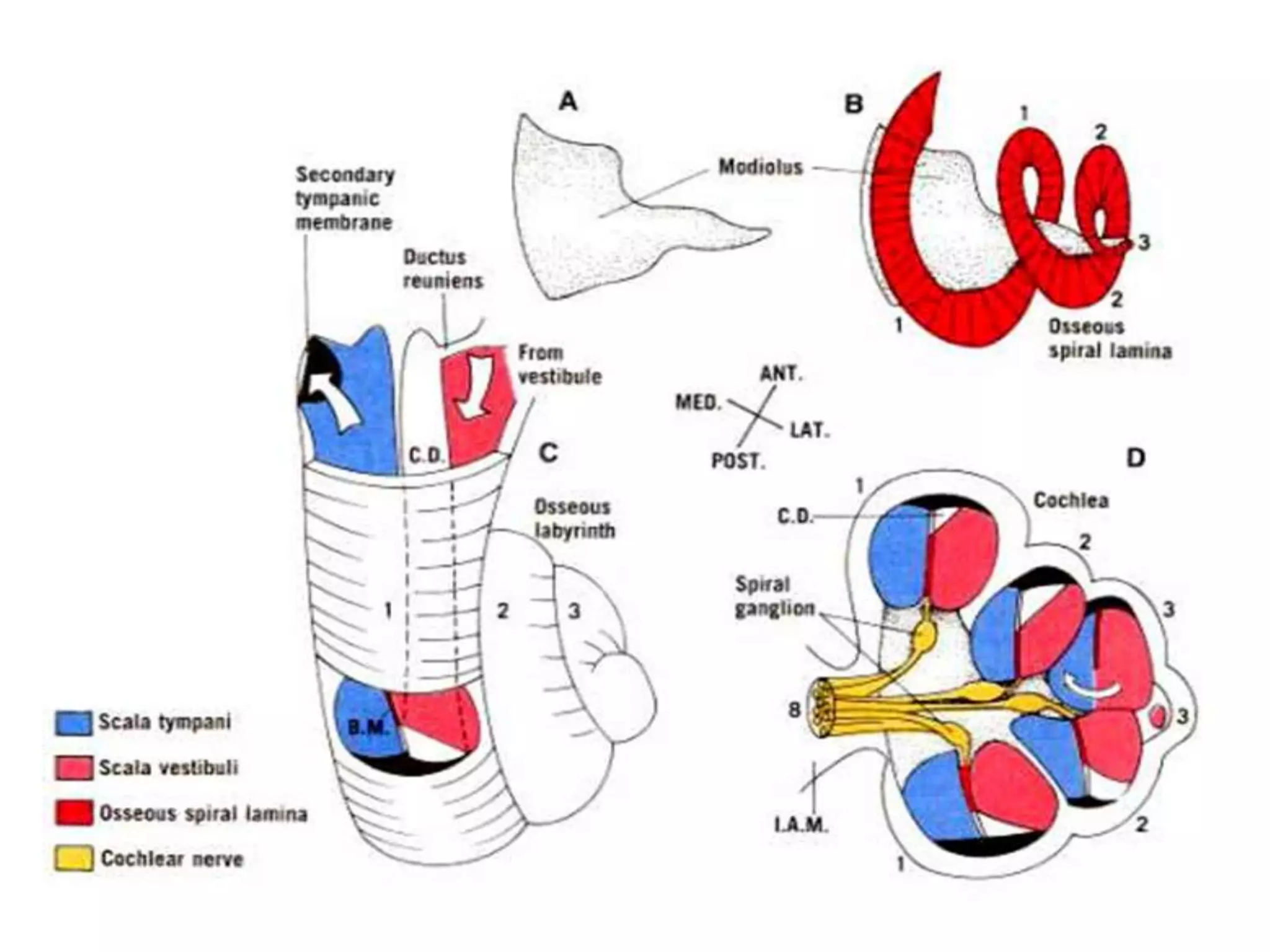 Functional aspects of cochlea | PPT