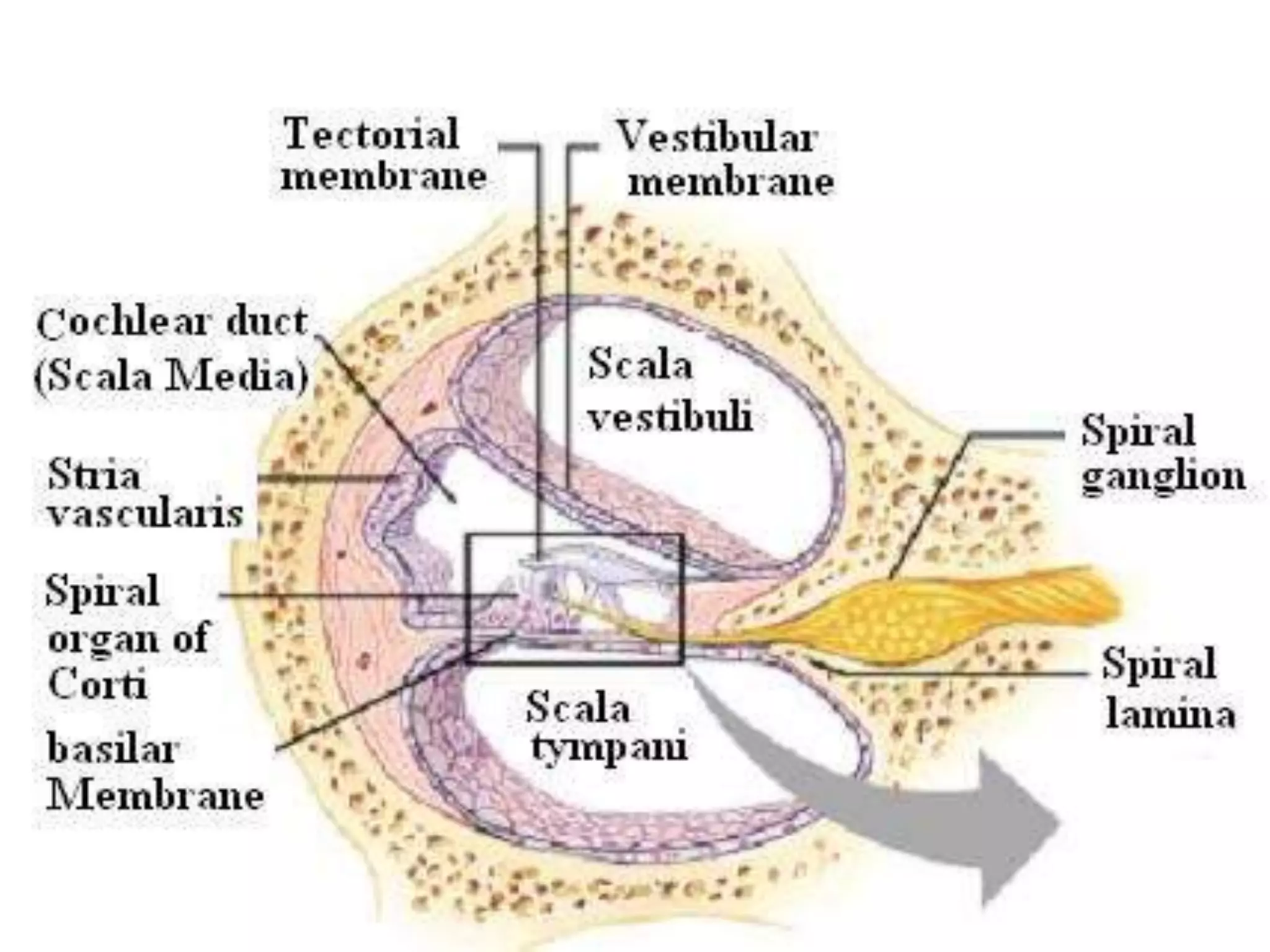 Functional aspects of cochlea | PPT