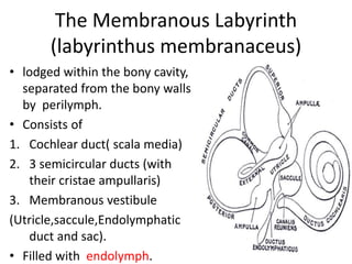 Endolymph Labyrinth Functional aspects of cochlea | PPT