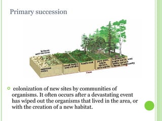 Primary succession
 colonization of new sites by communities of
organisms. It often occurs after a devastating event
has wiped out the organisms that lived in the area, or
with the creation of a new habitat.
 