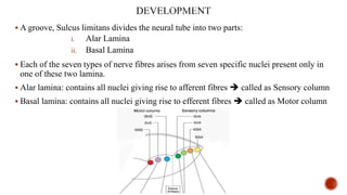  A groove, Sulcus limitans divides the neural tube into two parts:
i. Alar Lamina
ii. Basal Lamina
 Each of the seven types of nerve fibres arises from seven specific nuclei present only in
one of these two lamina.
 Alar lamina: contains all nuclei giving rise to afferent fibres  called as Sensory column
 Basal lamina: contains all nuclei giving rise to efferent fibres  called as Motor column
 