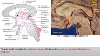Splenum Functional cortical area & white matter of cerebrum | PPTX