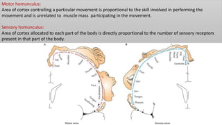 Functional cortical area & white matter of cerebrum | PPTX