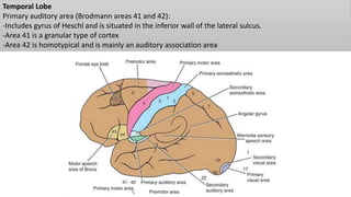 Functional cortical area & white matter of cerebrum | PPTX