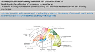 Functional cortical area & white matter of cerebrum | PPTX