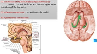 Functional cortical area & white matter of cerebrum | PPTX