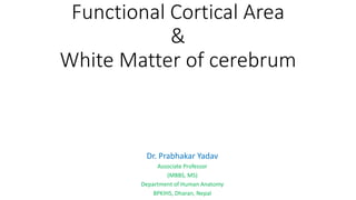 Functional Cortical Area
&
White Matter of cerebrum
Dr. Prabhakar Yadav
Associate Professor
(MBBS, MS)
Department of Human Anatomy
BPKIHS, Dharan, Nepal
 