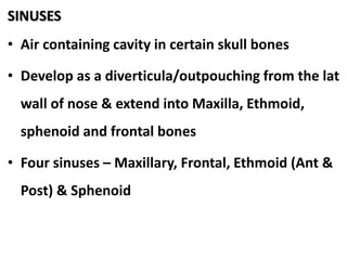 SINUSES
• Air containing cavity in certain skull bones
• Develop as a diverticula/outpouching from the lat
wall of nose & extend into Maxilla, Ethmoid,
sphenoid and frontal bones
• Four sinuses – Maxillary, Frontal, Ethmoid (Ant &
Post) & Sphenoid
 