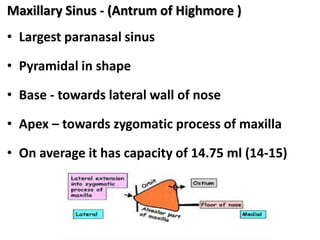 Maxillary Sinus - (Antrum of Highmore )
• Largest paranasal sinus
• Pyramidal in shape
• Base - towards lateral wall of nose
• Apex – towards zygomatic process of maxilla
• On average it has capacity of 14.75 ml (14-15)
 
