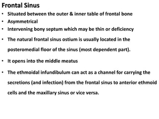 Frontal Sinus
• Situated between the outer & inner table of frontal bone
• Asymmetrical
• Intervening bony septum which may be thin or deficiency
• The natural frontal sinus ostium is usually located in the
posteromedial floor of the sinus (most dependent part).
• It opens into the middle meatus
• The ethmoidal infundibulum can act as a channel for carrying the
secretions (and infection) from the frontal sinus to anterior ethmoid
cells and the maxillary sinus or vice versa.
 