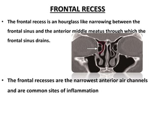 FRONTAL RECESS
• The frontal recess is an hourglass like narrowing between the
frontal sinus and the anterior middle meatus through which the
frontal sinus drains.
• The frontal recesses are the narrowest anterior air channels
and are common sites of inflammation
 