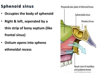Sphenoid sinus
• Occupies the body of sphenoid
• Right & left, seperated by a
thin strip of bony septum (like
frontal sinus)
• Ostium opens into spheno
ethmoidal recess
 