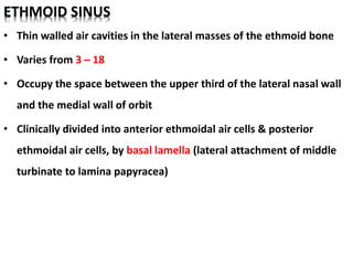 ETHMOID SINUS
• Thin walled air cavities in the lateral masses of the ethmoid bone
• Varies from 3 – 18
• Occupy the space between the upper third of the lateral nasal wall
and the medial wall of orbit
• Clinically divided into anterior ethmoidal air cells & posterior
ethmoidal air cells, by basal lamella (lateral attachment of middle
turbinate to lamina papyracea)
 