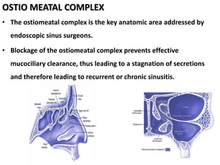 OSTIO MEATAL COMPLEX
• The ostiomeatal complex is the key anatomic area addressed by
endoscopic sinus surgeons.
• Blockage of the ostiomeatal complex prevents effective
mucociliary clearance, thus leading to a stagnation of secretions
and therefore leading to recurrent or chronic sinusitis.
 