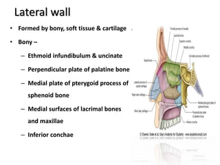 Lateral wall
• Formed by bony, soft tissue & cartilage
• Bony –
– Ethmoid infundibulum & uncinate
– Perpendicular plate of palatine bone
– Medial plate of pterygoid process of
sphenoid bone
– Medial surfaces of lacrimal bones
and maxillae
– Inferior conchae
 