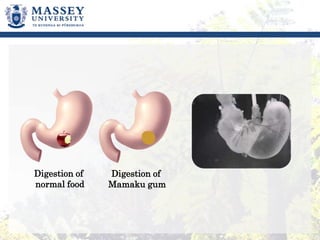 Ma
Digestion of
normal food
Digestion of
Mamaku gum
 