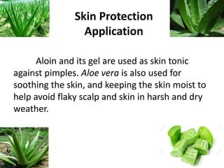 Skin Protection
Application
Aloin and its gel are used as skin tonic
against pimples. Aloe vera is also used for
soothing the skin, and keeping the skin moist to
help avoid flaky scalp and skin in harsh and dry
weather.
 