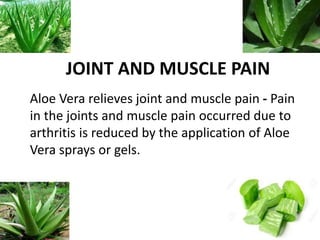 JOINT AND MUSCLE PAIN
Aloe Vera relieves joint and muscle pain - Pain
in the joints and muscle pain occurred due to
arthritis is reduced by the application of Aloe
Vera sprays or gels.
 
