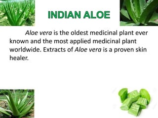 Aloe vera is the oldest medicinal plant ever
known and the most applied medicinal plant
worldwide. Extracts of Aloe vera is a proven skin
healer.
 