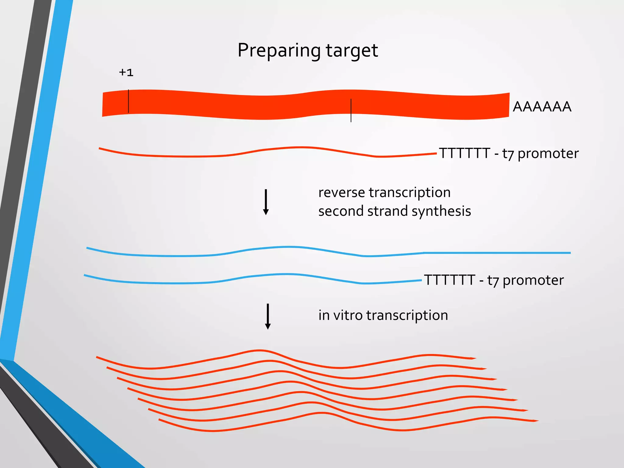 +1
AAAAAA
TTTTTT - t7 promoter
Preparing target
TTTTTT - t7 promoter
reverse transcription
second strand synthesis
in vitro transcription
 
