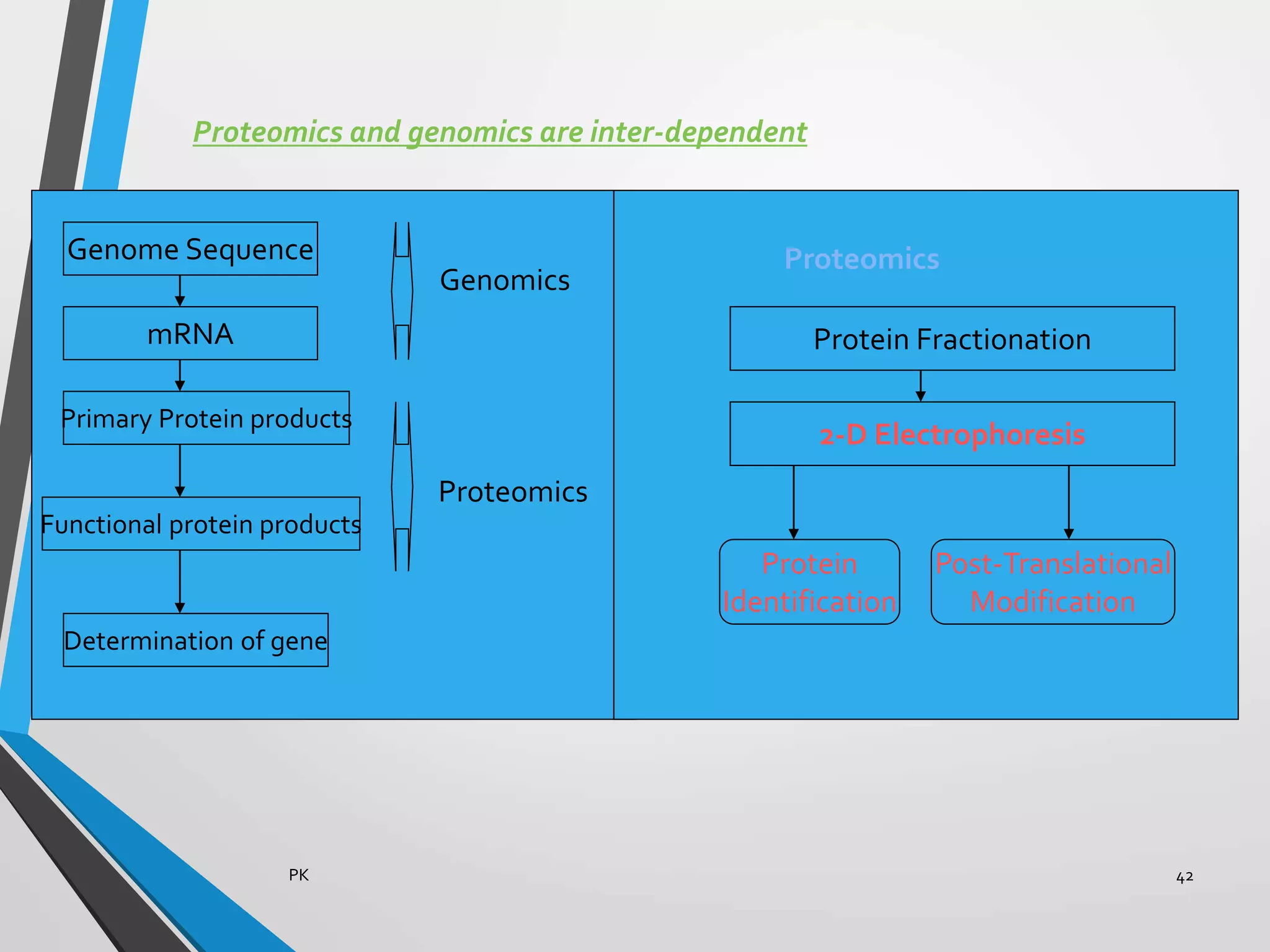 Proteomics and genomics are inter-dependent
Genome Sequence
mRNA
Primary Protein products
Functional protein products
Determination of gene
Genomics
Proteomics
Proteomics
Protein Fractionation
2-D Electrophoresis
Protein
Identification
Post-Translational
Modification
PK 42
 