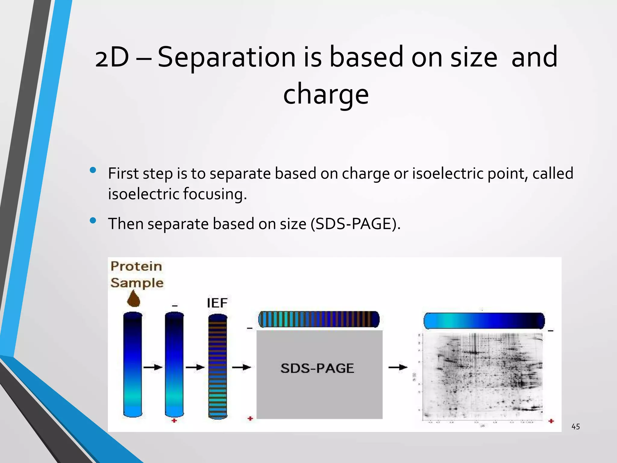 2D – Separation is based on size and
charge
• First step is to separate based on charge or isoelectric point, called
isoelectric focusing.
• Then separate based on size (SDS-PAGE).
PK 45
 